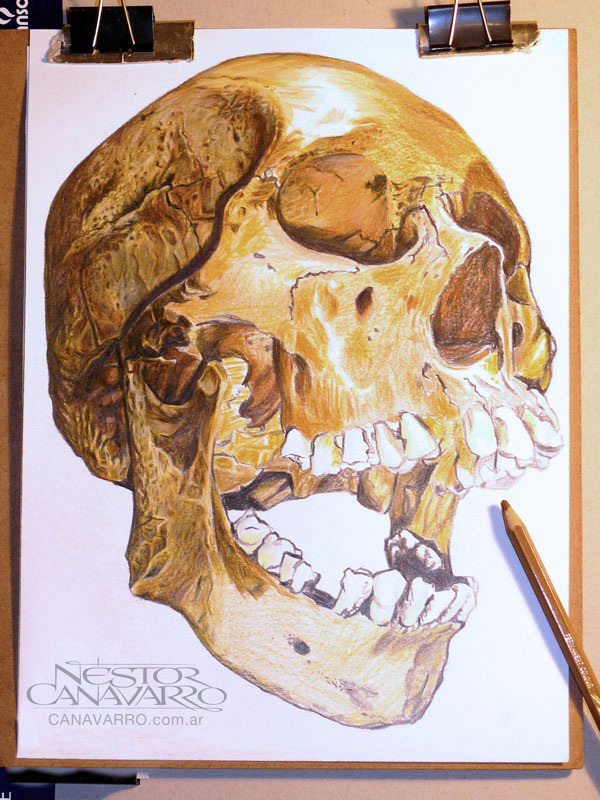 skull-canavarro-