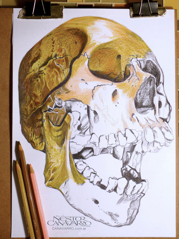 skull-canavarro-