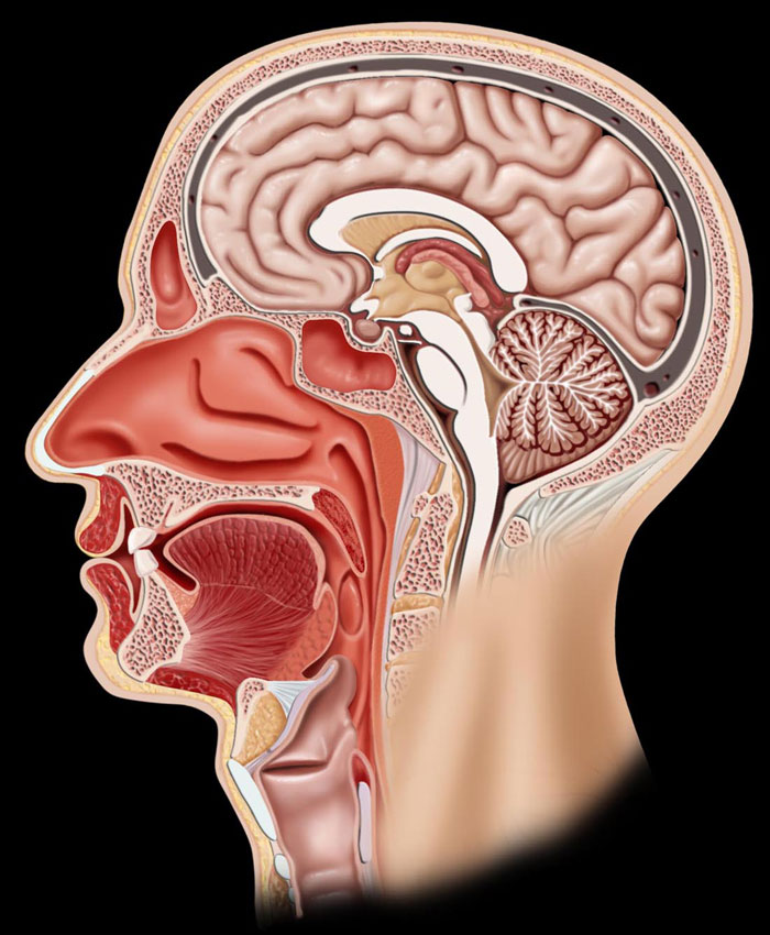 Cabeza Anatomía