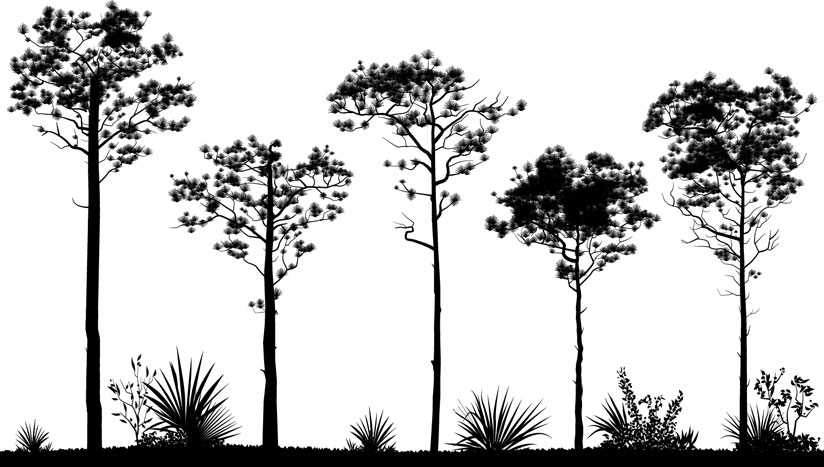 siluetas trees